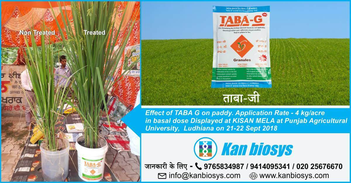 Effect of TABA G on paddy
